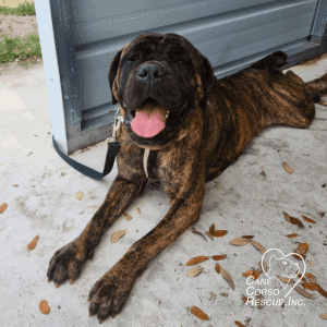 Sky 8-Month Old Female Cane Corso Puppy
