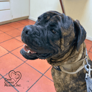 Sky 8-Month Old Female Cane Corso Puppy