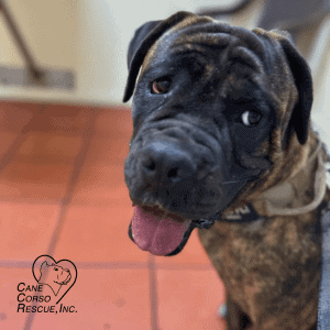 Sky 8-Month Old Female Cane Corso Puppy