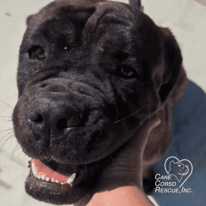 Sky 8-Month Old Female Cane Corso Puppy