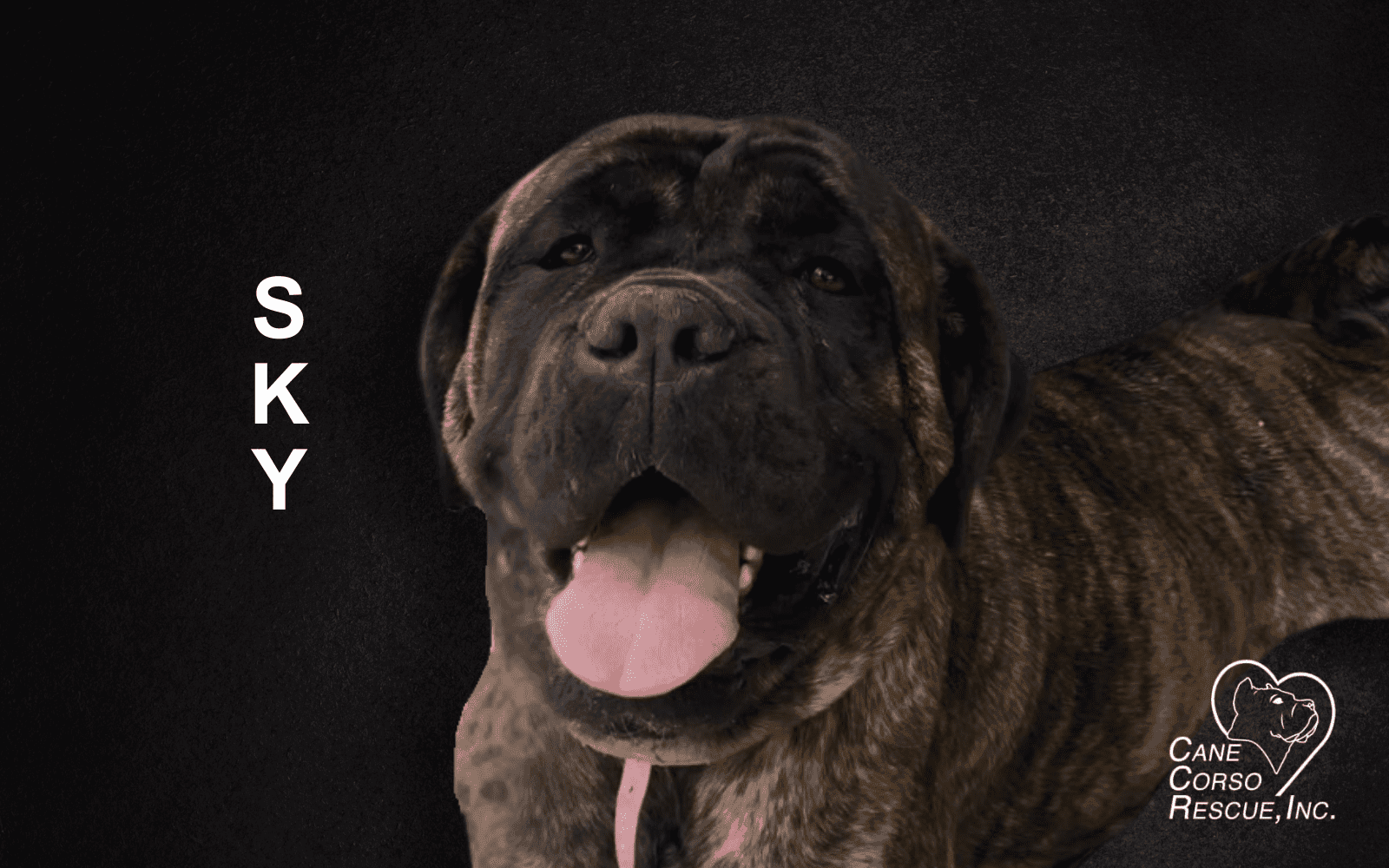 Sky 8-Month Old Female Cane Corso Puppy Sky 8-Month Old Female Cane Corso Puppy